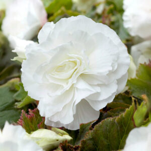 Begonias Doble Blanca