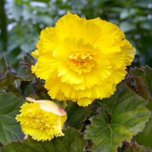 Begonias Fimbriata Amarillo