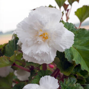 Begonias Fimbriata Blanco