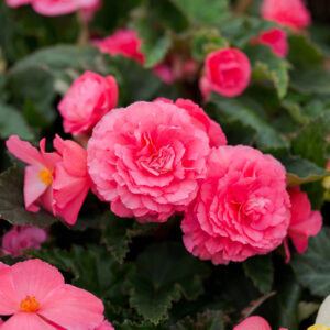 Begonias Maxima Non Stop Rosada