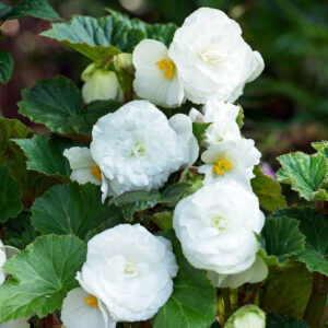 Begonias Maxima Non Stop White