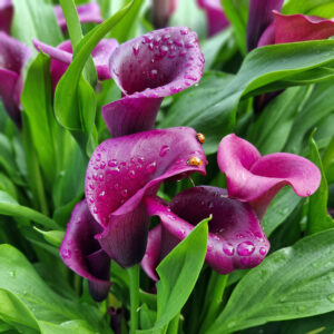 Calas Purple Spirt