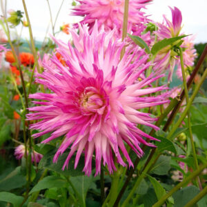 Dalias Veritable