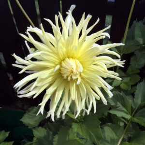 Dalias Yellow Star