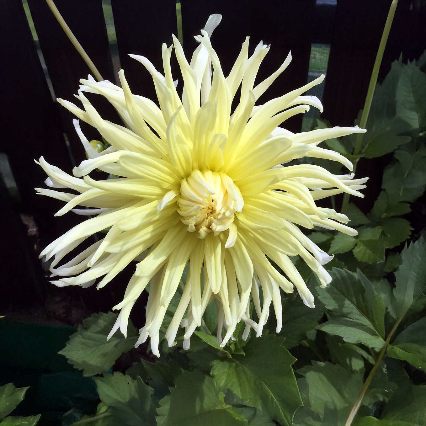 Dalias Yellow Star