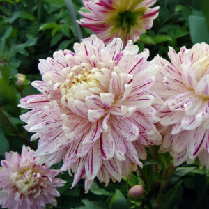 Dalias Avignon