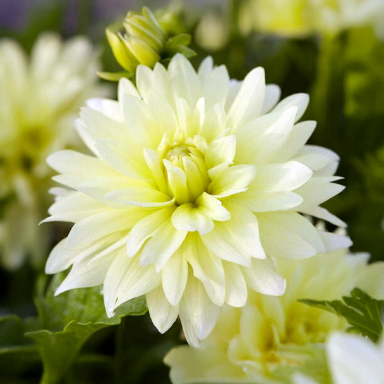Dalias Berliner Lemon