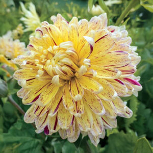Dalias Cambridge