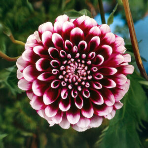 Dalias Edinburgh