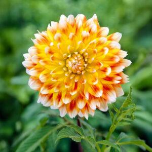 Dalias Peaches And Cream