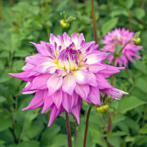 Dalias Sir Alfred Ramsay