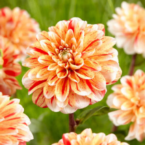 Dalias Striped Nagano