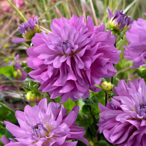 Dalias Bluetiful