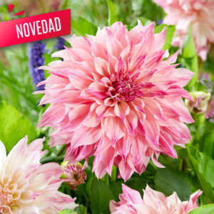 Dalias Cafe Au Lait Royal