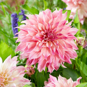 Dalias Cafe Au Lait Royal