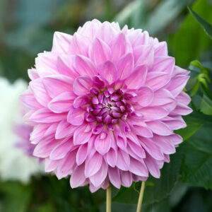 Dalias Lavender Perfection