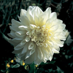 Dalias White Perfection