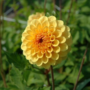 Dalias Golden Scepter