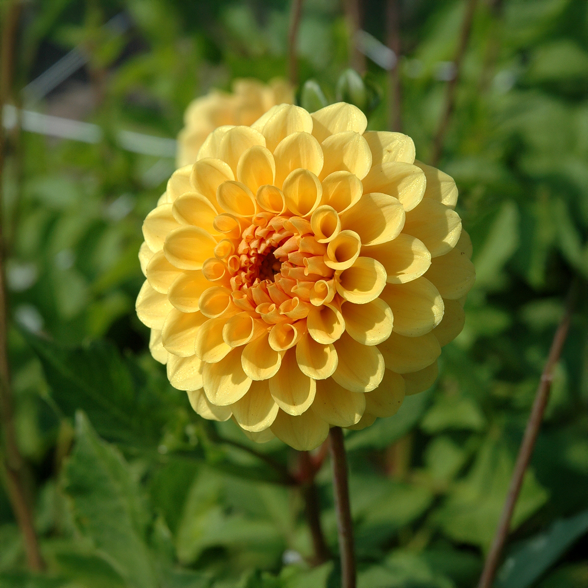 Dalias Golden Scepter
