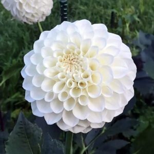 Dalias Snowflake