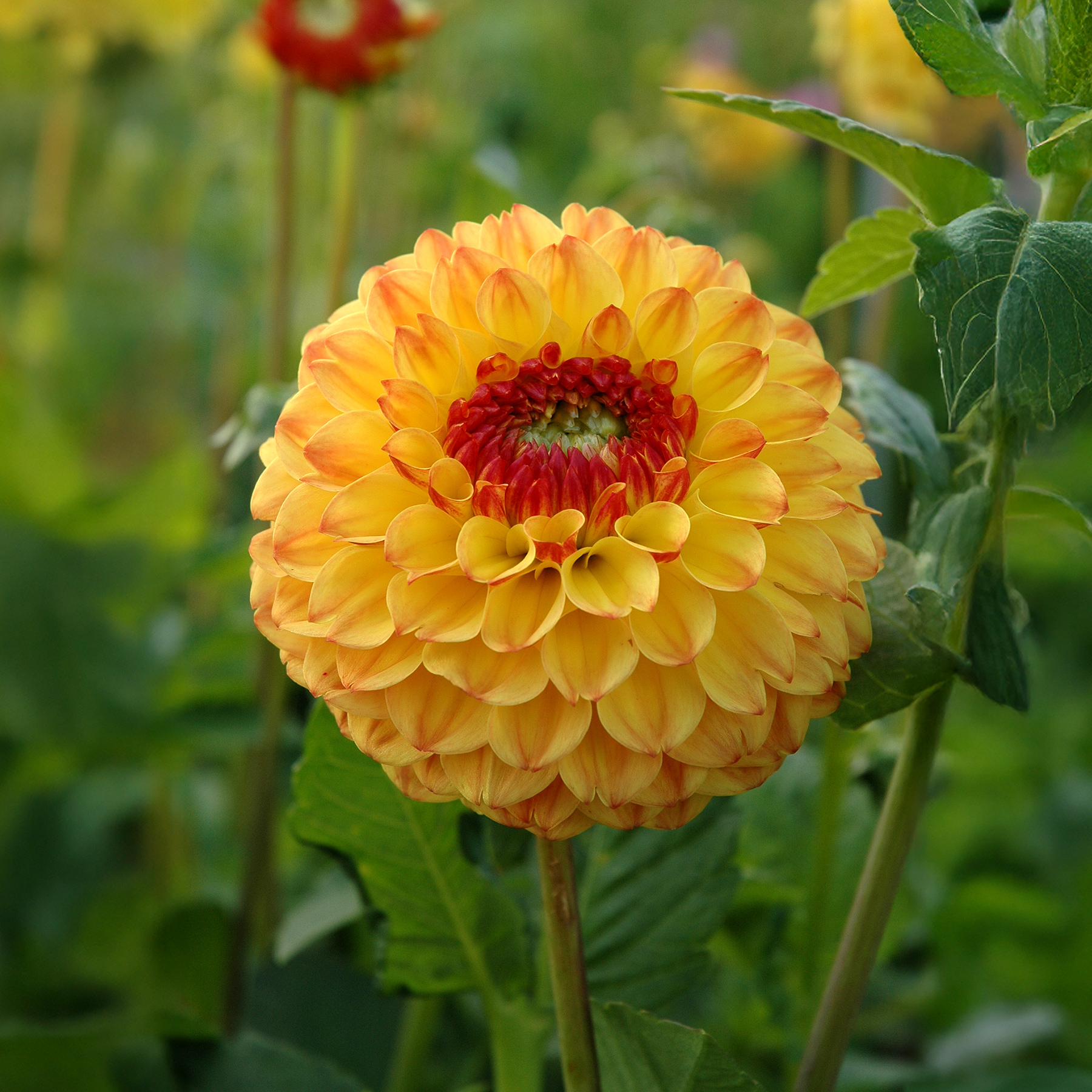 Dalias Sunny Boy