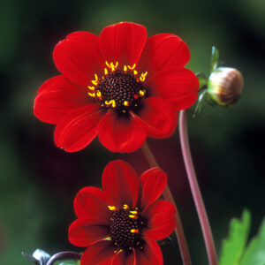 Dalias Bishop of Auckland
