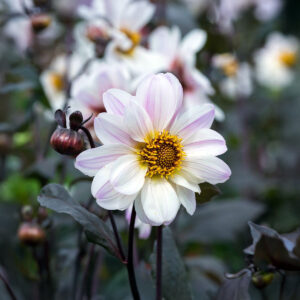 Dalias Bishop of Dover