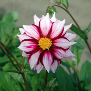 Dalias Edge of Joy