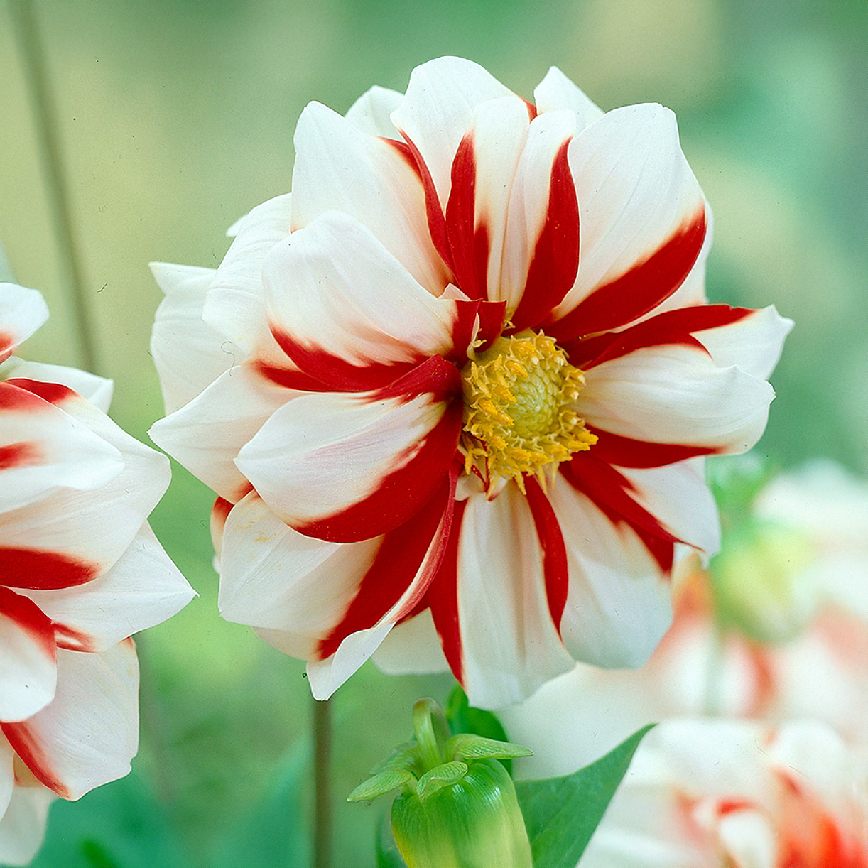 Dalias Fire and Ice