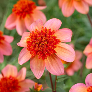 Dalias Totally Tangerine