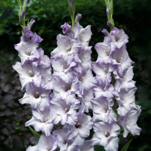 Gladiolos Mauve Muse