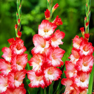 Gladiolos Pink Lady
