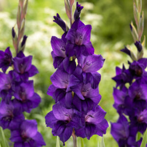 Gladiolos Purple Flora