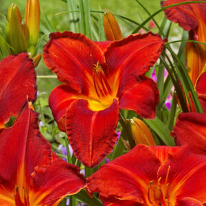 Hemerocallis Amadeus