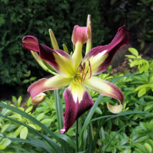 Hemerocallis Applique