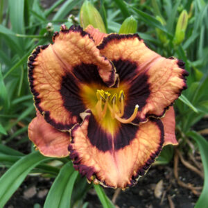 Hemerocallis Awesome Blossom