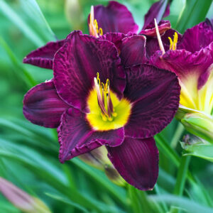 Hemerocallis Bela Lugosi