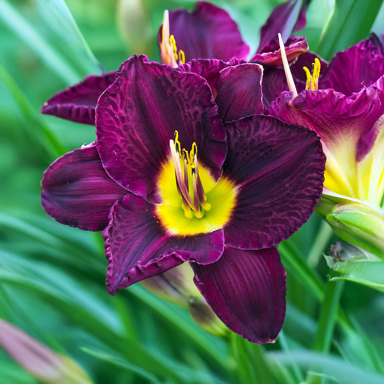 Hemerocallis Bela Lugosi