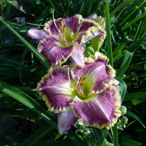 Hemerocallis Bestseller