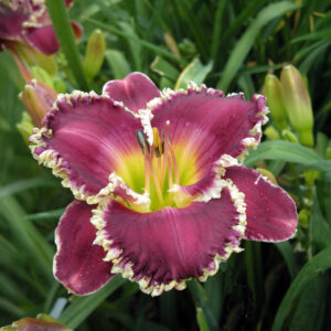 Hemerocallis Bettylen