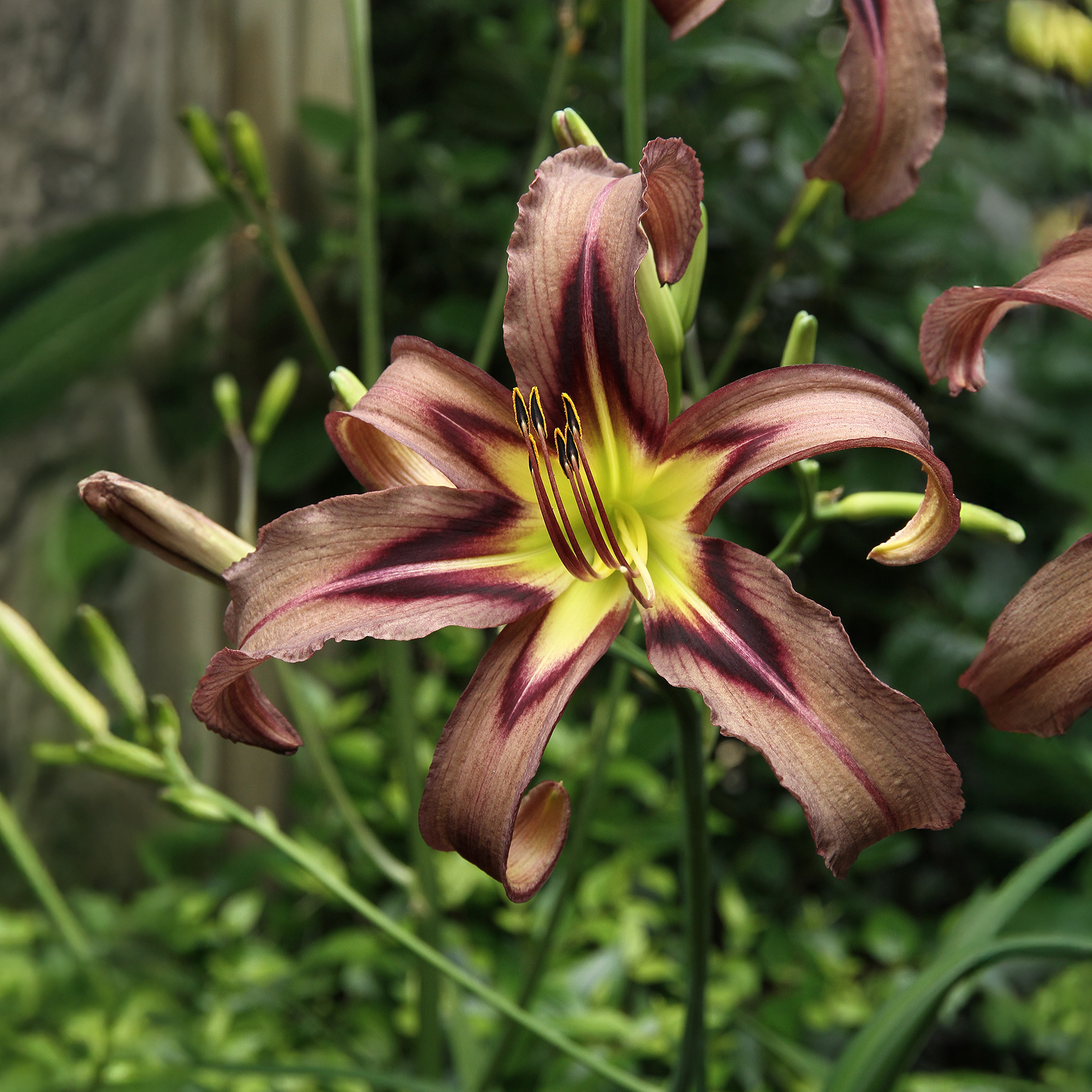 Hemerocallis Black Arrowhead
