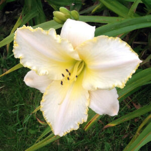 Hemerocallis Blizzard Bay