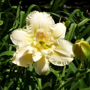 Hemerocallis Bowl of Cream