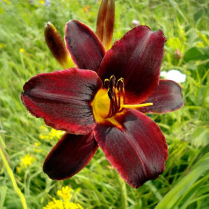 Hemerocallis Choclate Candy