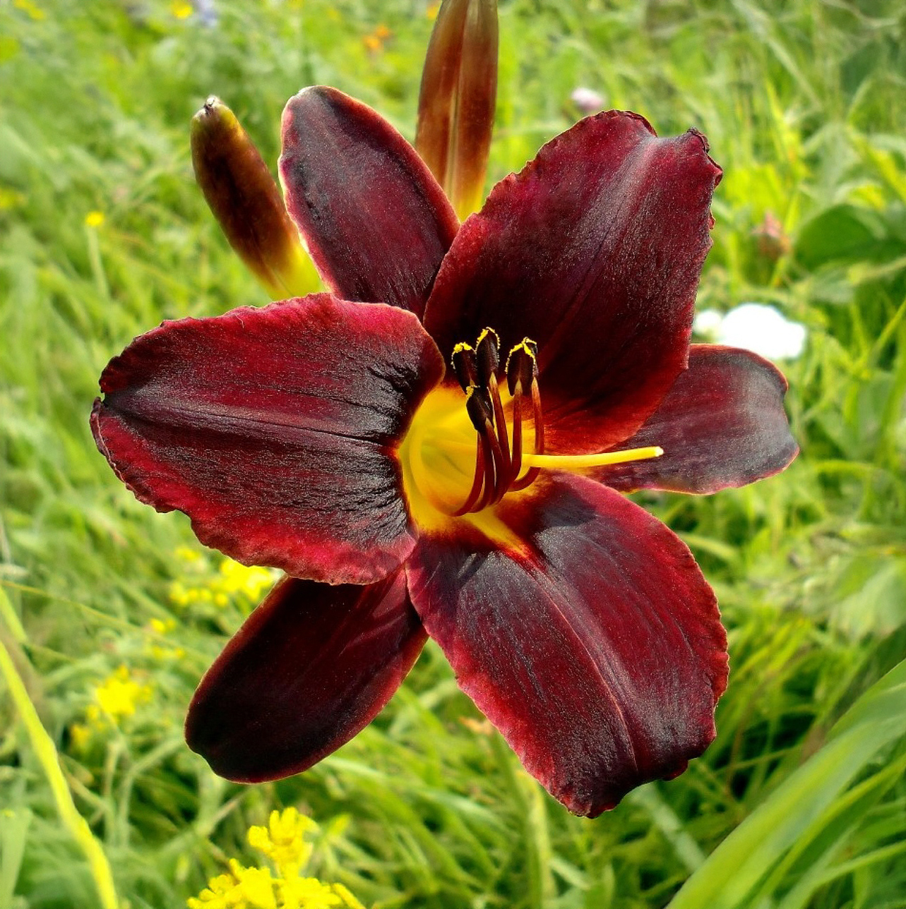 Hemerocallis Choclate Candy