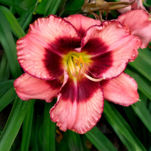 Hemerocallis Dan Mahony