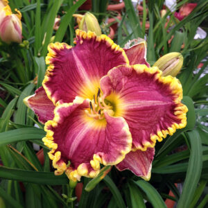 Hemerocallis Daria