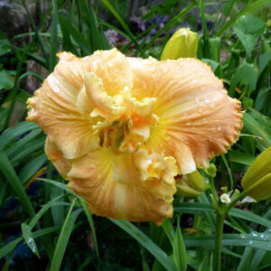 Hemerocallis Dynamic Duo