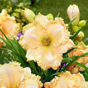 Hemerocallis Enchanted Forest