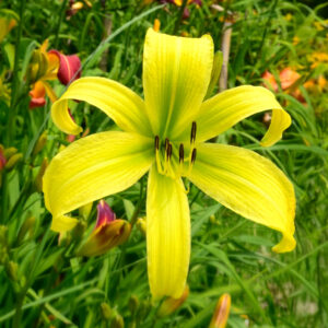 Hemerocallis Green Arrow